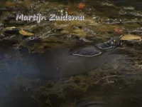 Woeste drieklauw [Apalone ferox]